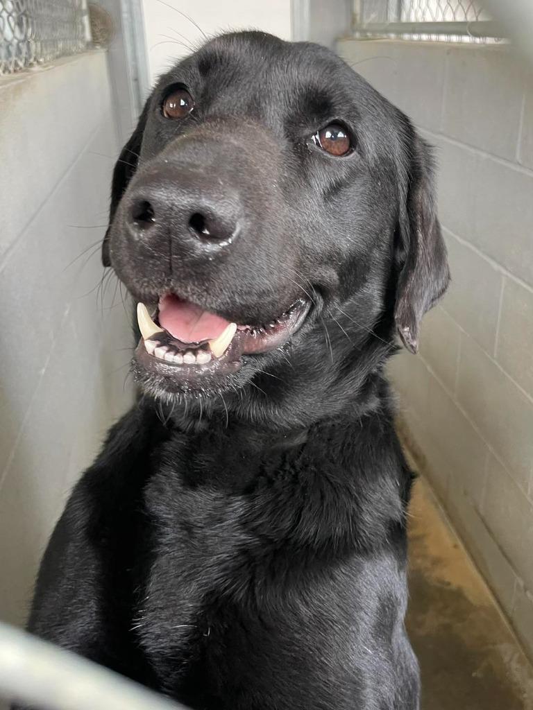 Enlarge Lyric, a ADOPTABLE Black Labrador Retriever in Calhoun, KY image 3/3