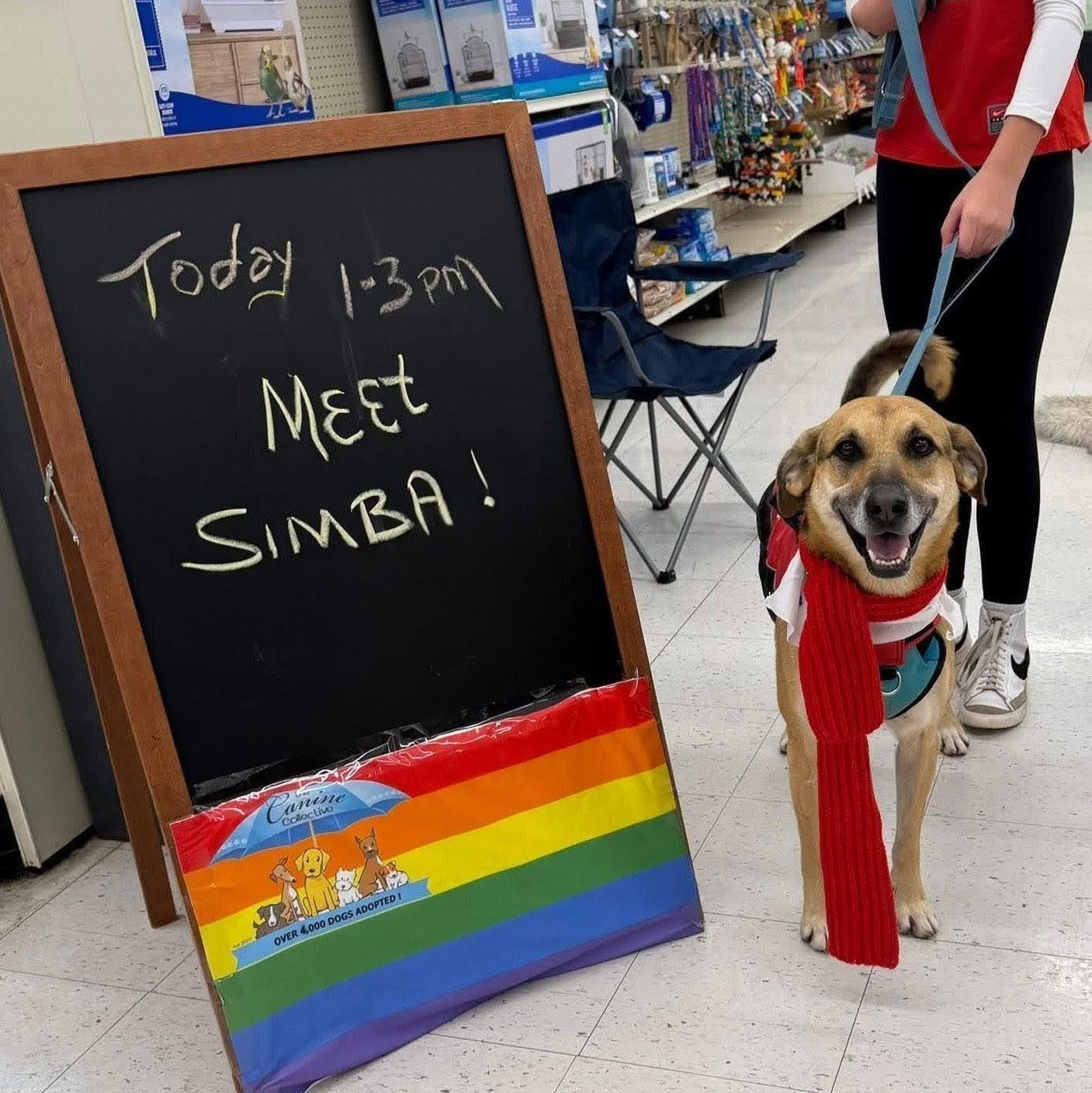 Enlarge Simba, a Adoptable mixed breed in Plain City, OH image 1/6