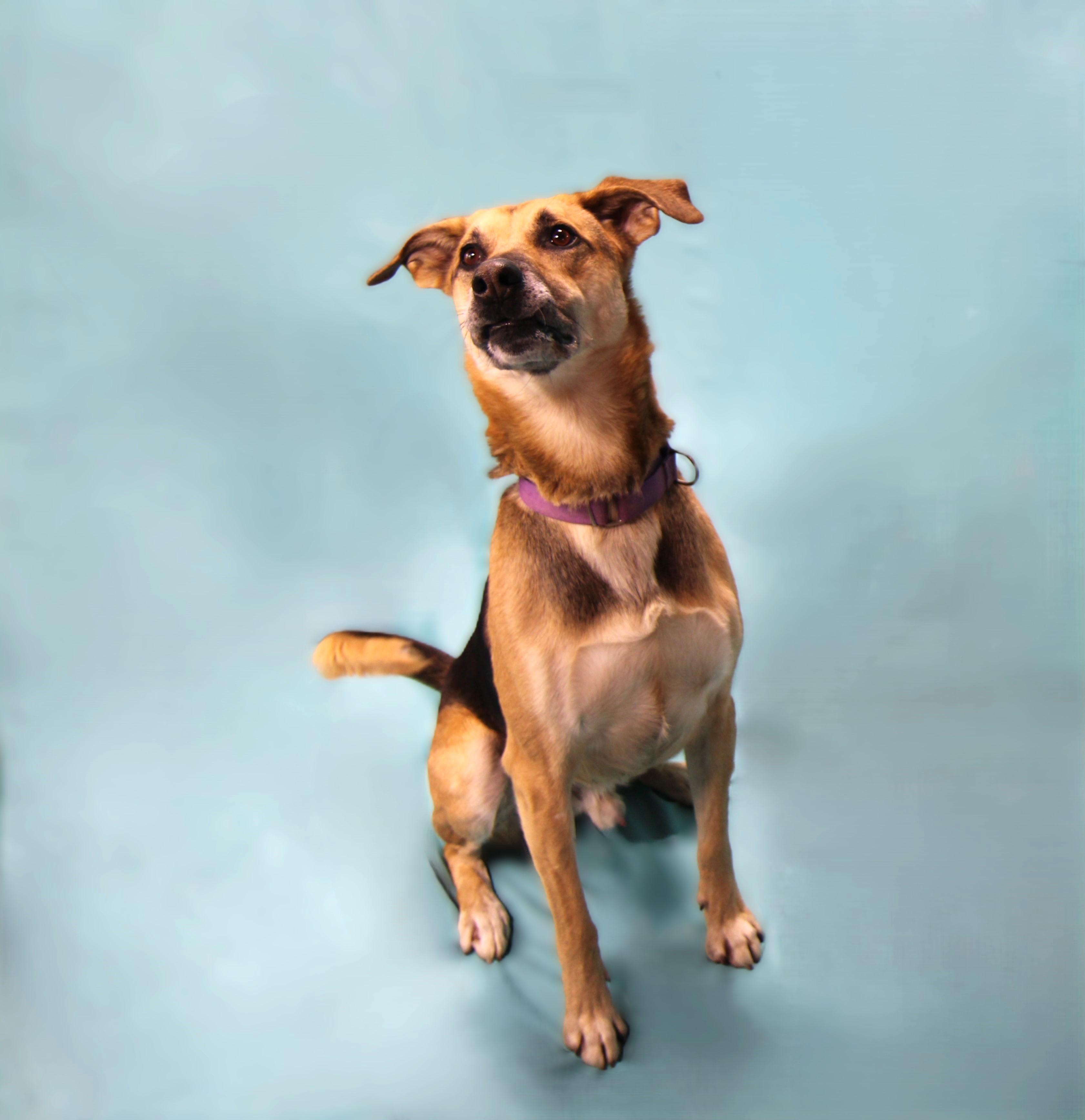 Enlarge Simba, a Adoptable mixed breed in Plain City, OH image 2/6