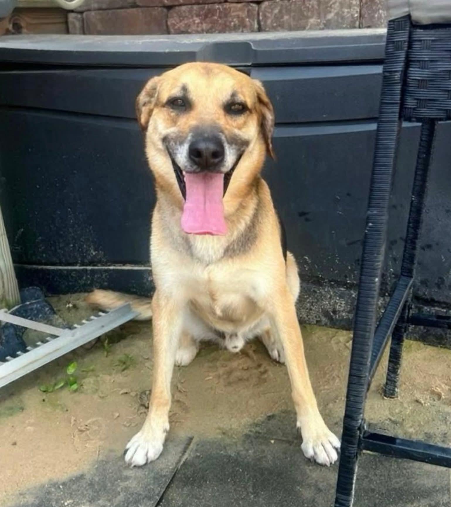 Enlarge Simba, a Adoptable mixed breed in Plain City, OH image 4/6