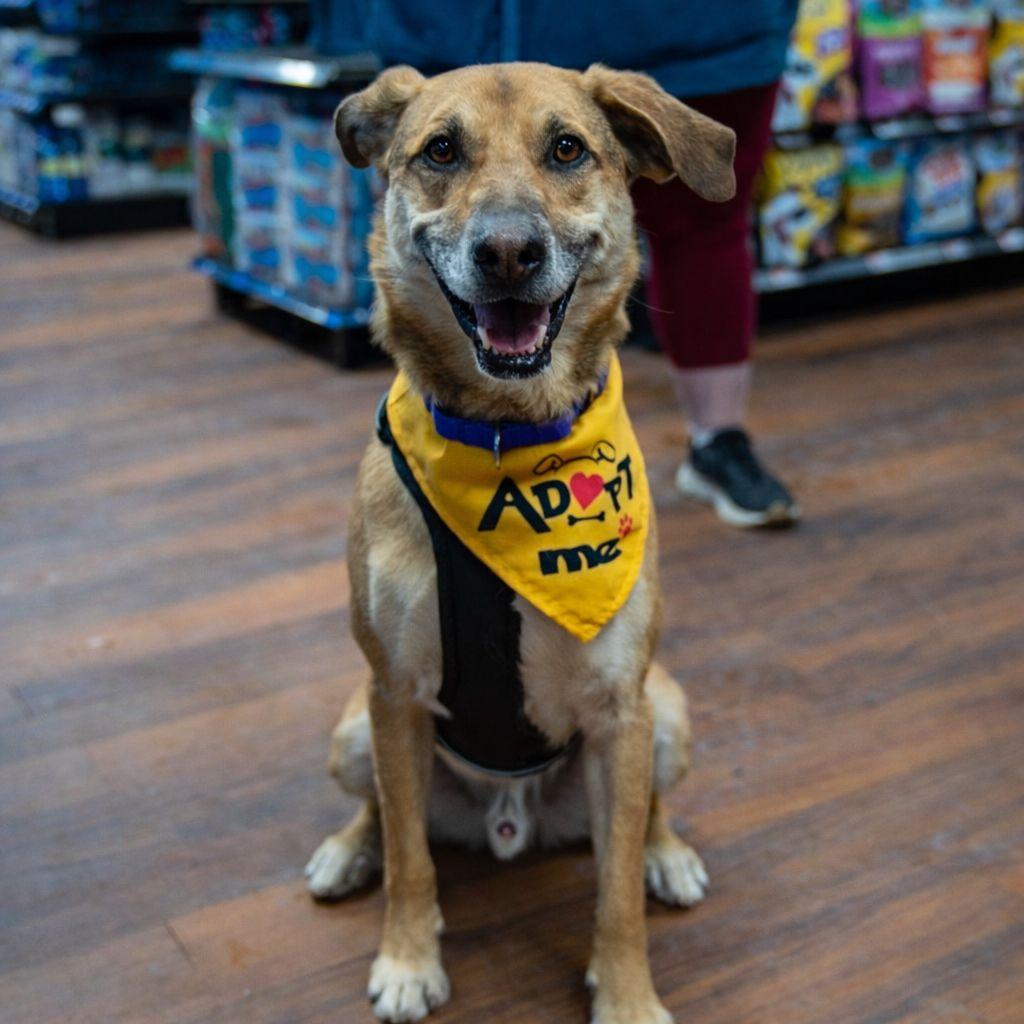 Enlarge Simba, a Adoptable mixed breed in Plain City, OH image 5/6