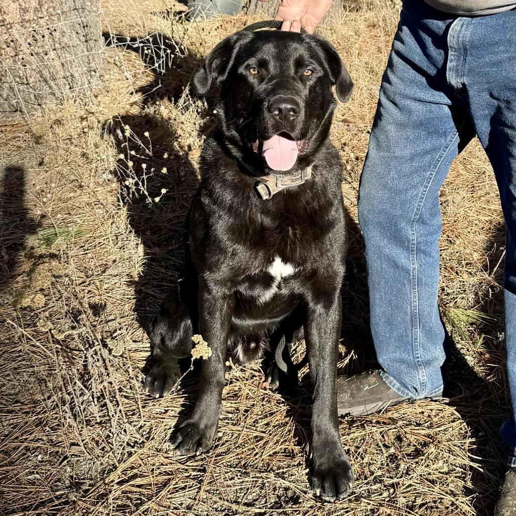 Hank, Adoptable, Young Male Black Labrador Retriever & German Shepherd Dog.