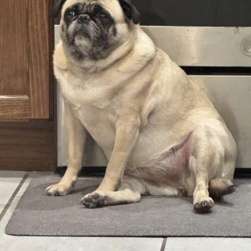 Koi, Adoptable, Young Female Pug.