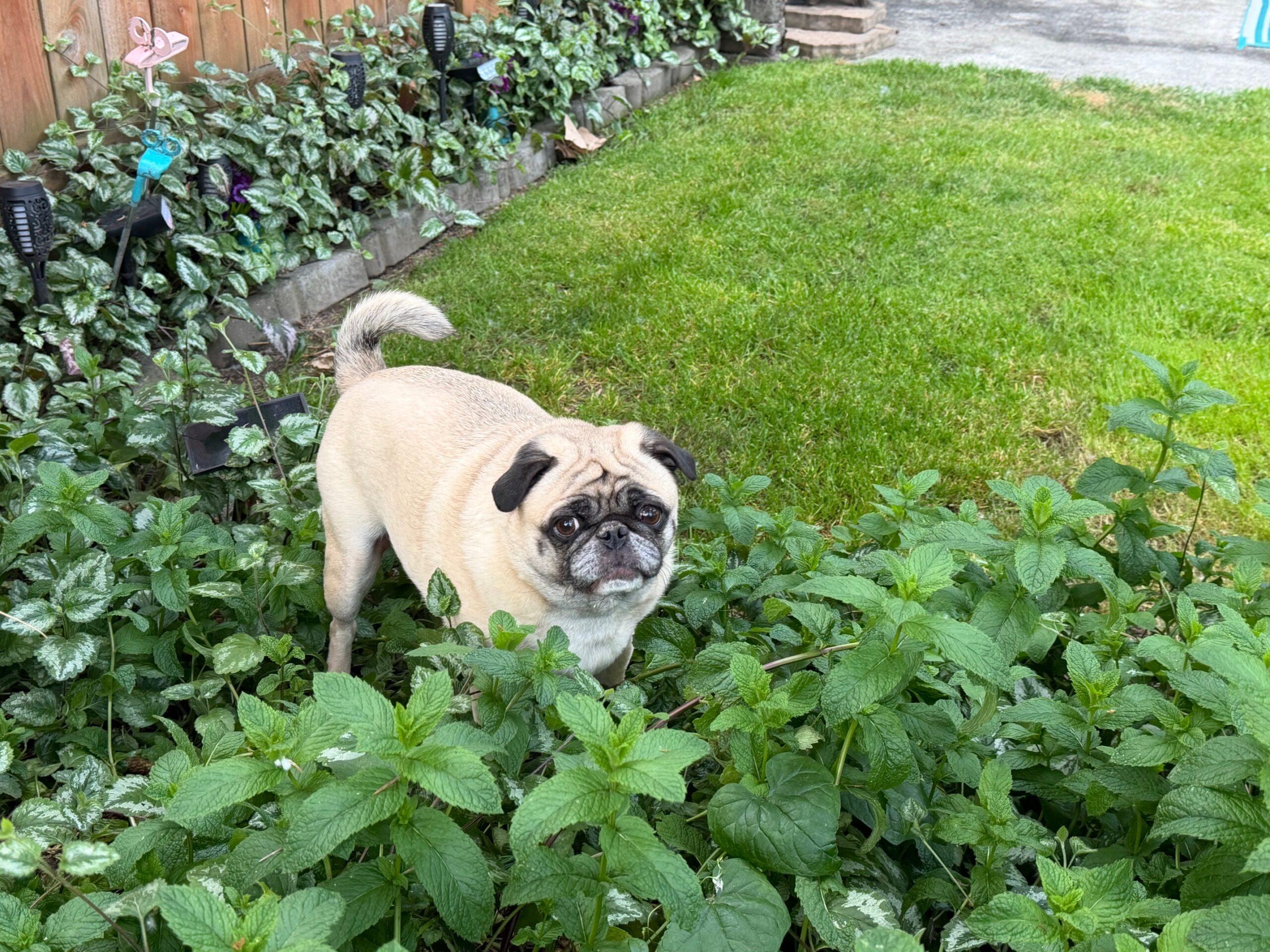 Koi, a Adoptable Pug in Seattle, WA image 2/2