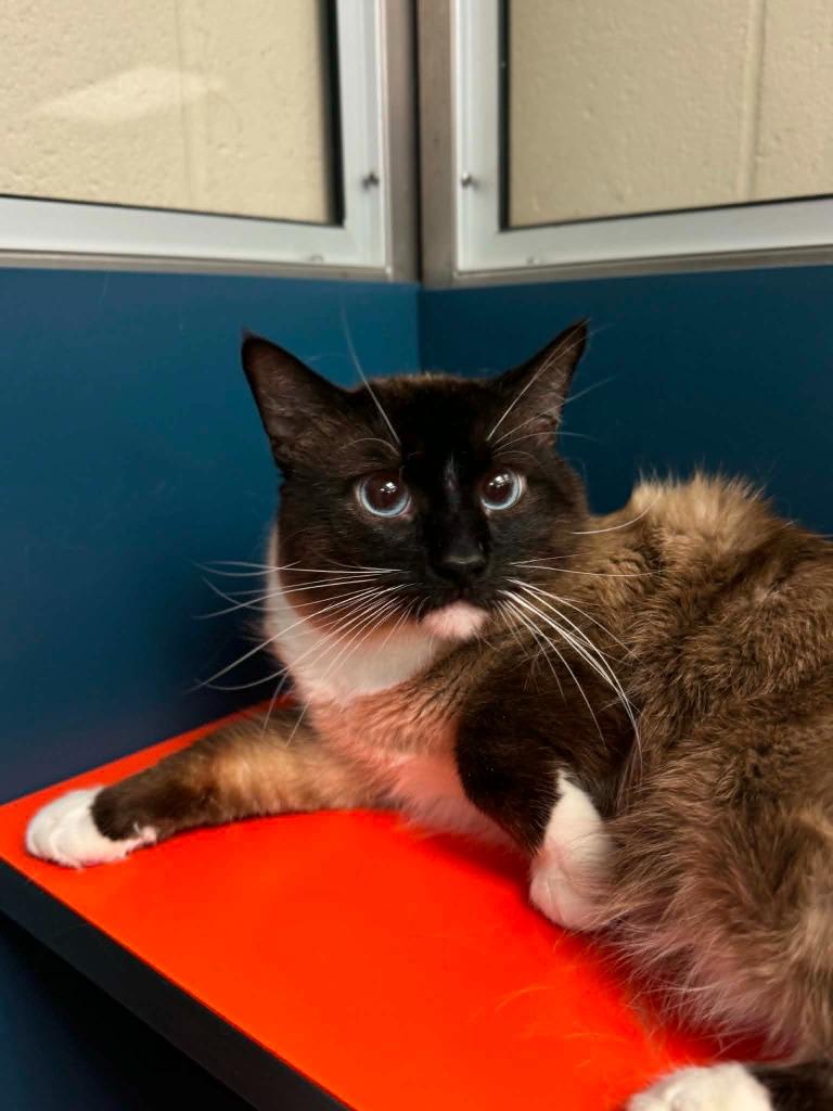 Enlarge Pond, a Adoptable Siamese in Grand Forks, ND image 1/2