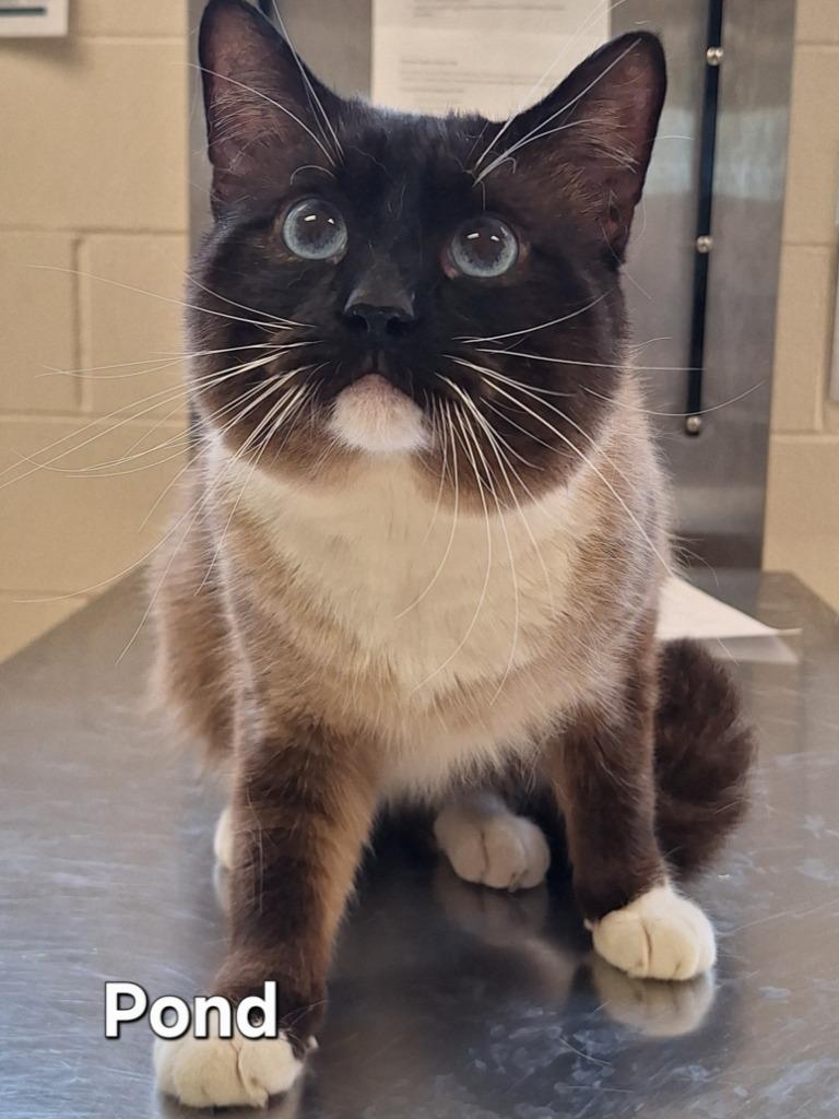 Enlarge Pond, a Adoptable Siamese in Grand Forks, ND image 2/2