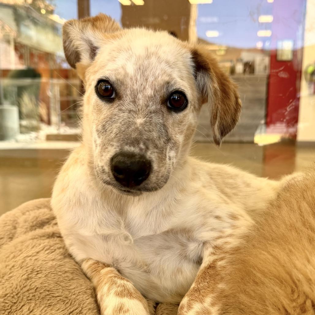 Pokemon, a Adoptable Mixed Breed in Park City, UT image 2/6