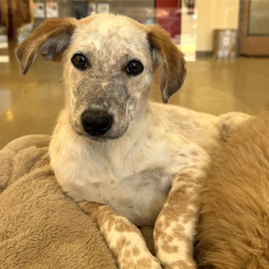 Pokemon, a Adoptable Mixed Breed in Park City, UT image 3/6