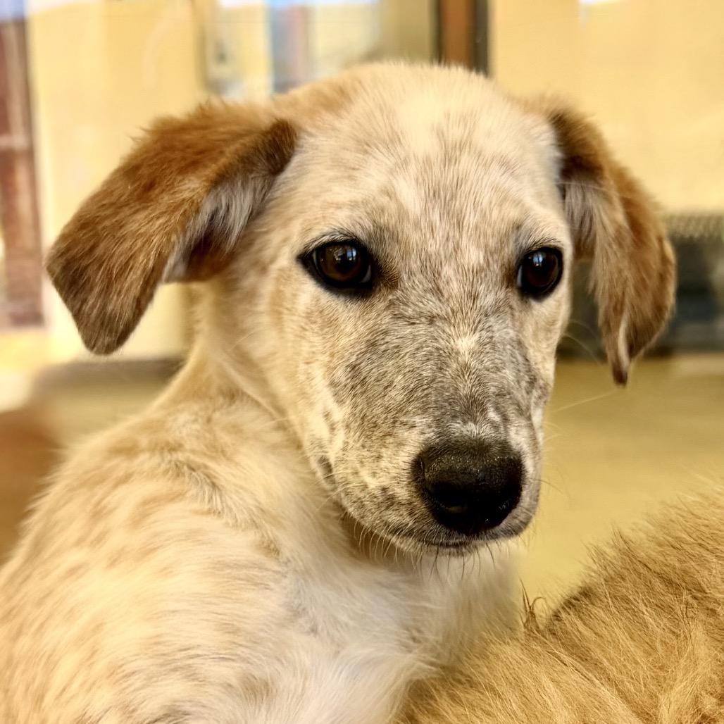 Pokemon, a Adoptable Mixed Breed in Park City, UT image 4/6