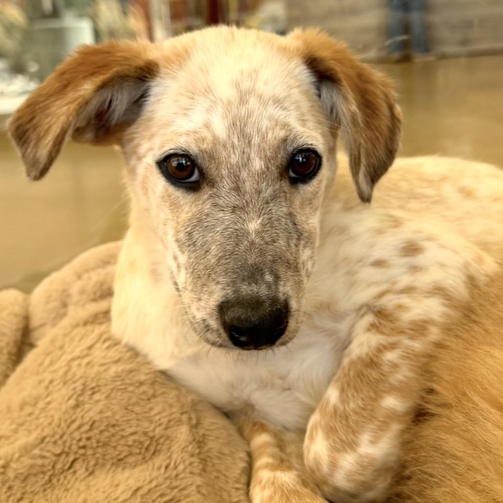 Pokemon, a Adoptable Mixed Breed in Park City, UT image 5/6