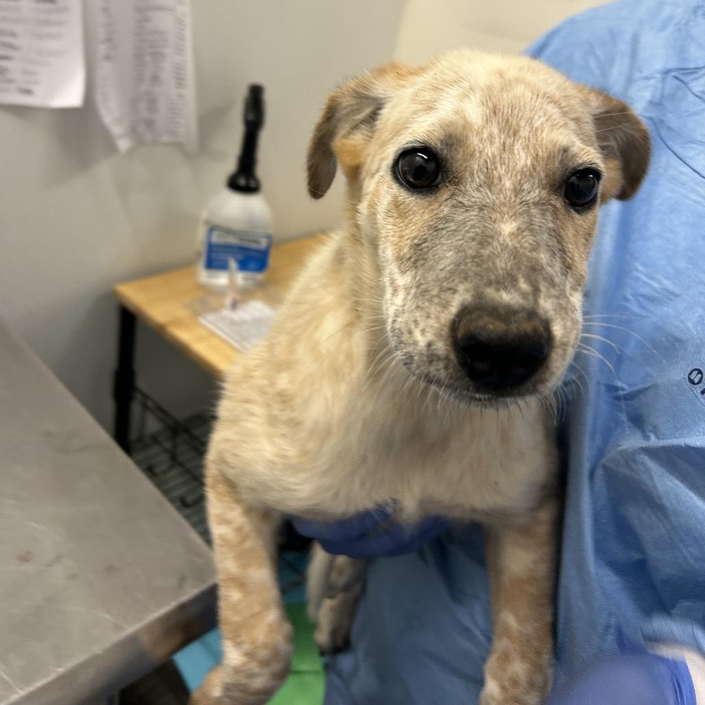 Pokemon, a Adoptable Mixed Breed in Park City, UT image 6/6