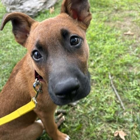 Pace - Local Pup, a Adoptable mixed breed in Andover, MA image 5/6