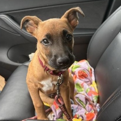 Pace - Local Pup, a Adoptable mixed breed in Andover, MA image 6/6