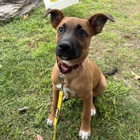 Pace - Local Pup, a Adoptable mixed breed in Andover, MA image 3/6