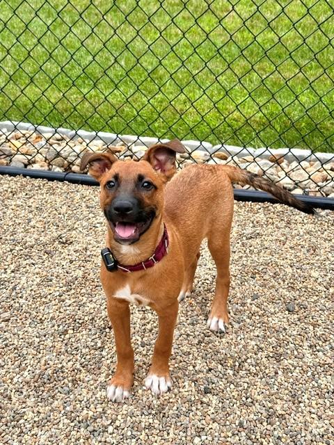 Pace - Local Pup, a Adoptable mixed breed in Andover, MA image 2/6