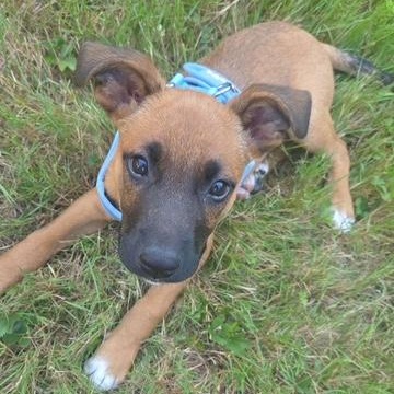 Pace - Local Pup, a Adoptable mixed breed in Andover, MA image 4/6
