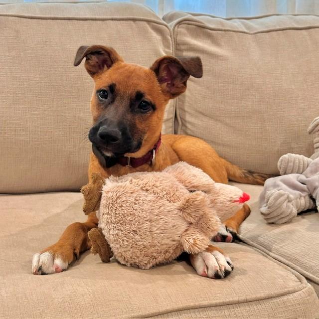 Pace - Local Pup, a Adoptable mixed breed in Andover, MA image 1/6