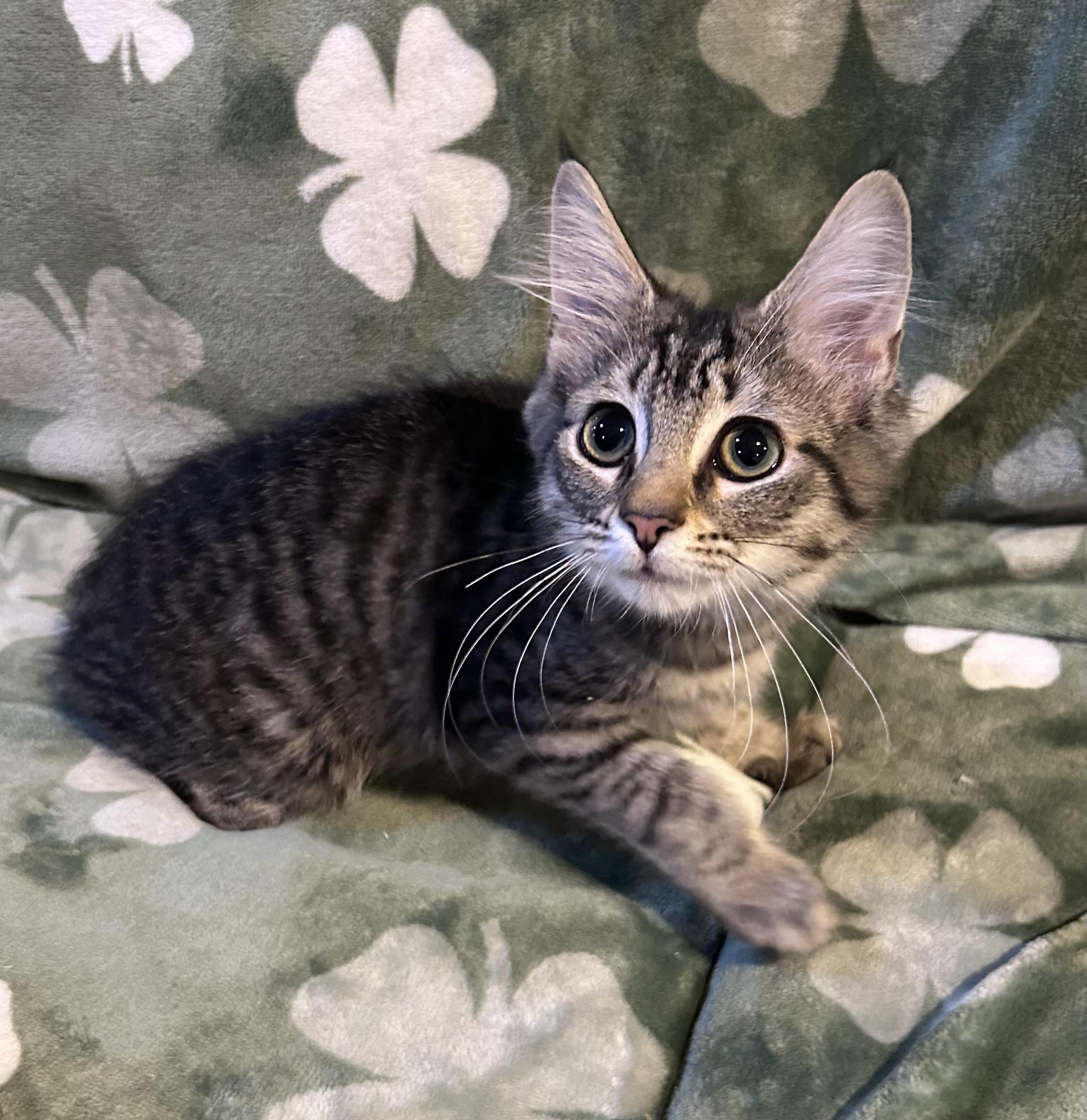 Maria, a ADOPTABLE mixed breed in Allentown, NJ image 3/4