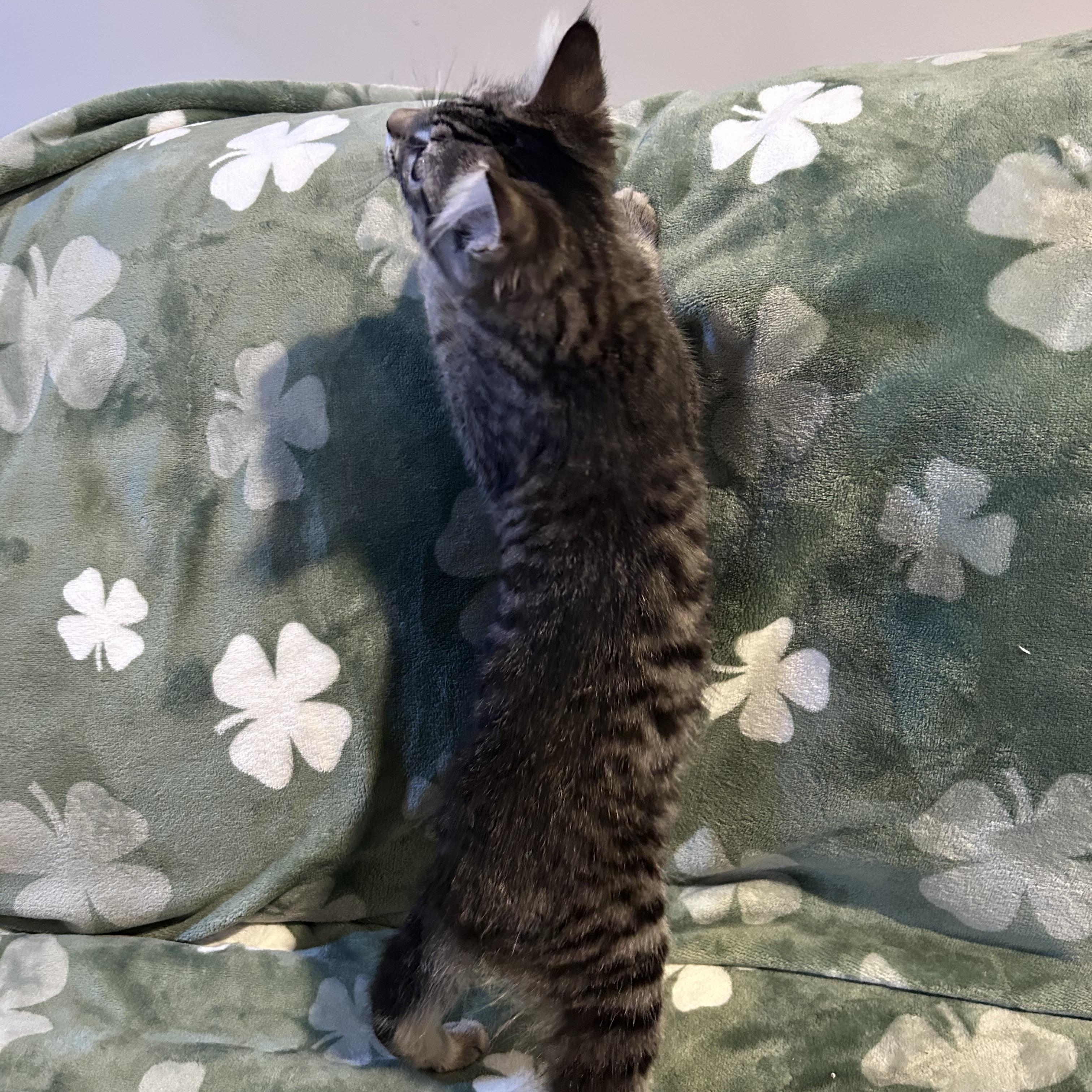 Maria, a ADOPTABLE mixed breed in Allentown, NJ image 4/4