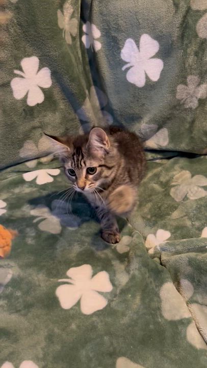 Enlarge Maria, a ADOPTABLE mixed breed in Allentown, NJ video 2/4