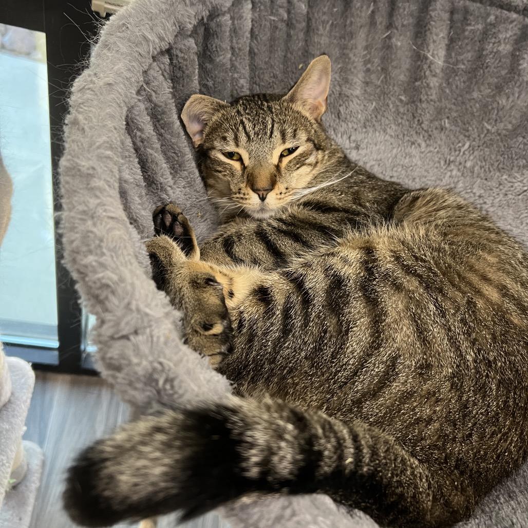 Amy, Adoptable, Adult Female Domestic Short Hair.