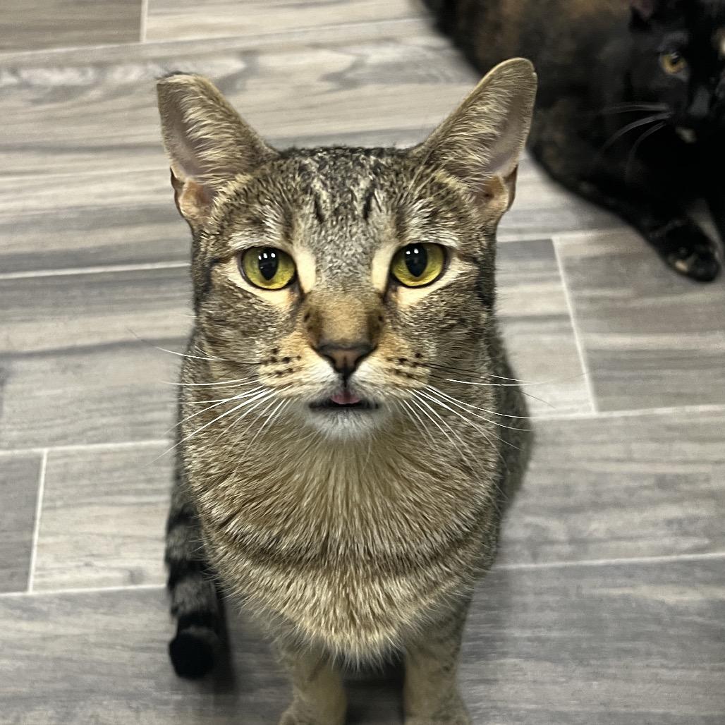 Enlarge Amy, a Adoptable Domestic Short Hair in Las Vegas, NV image 2/3