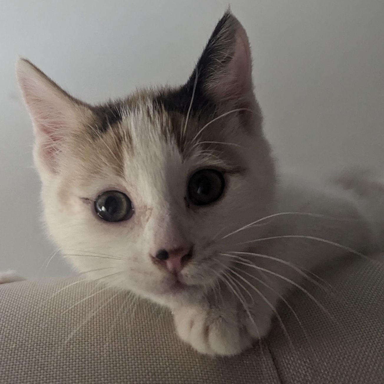 Cotton