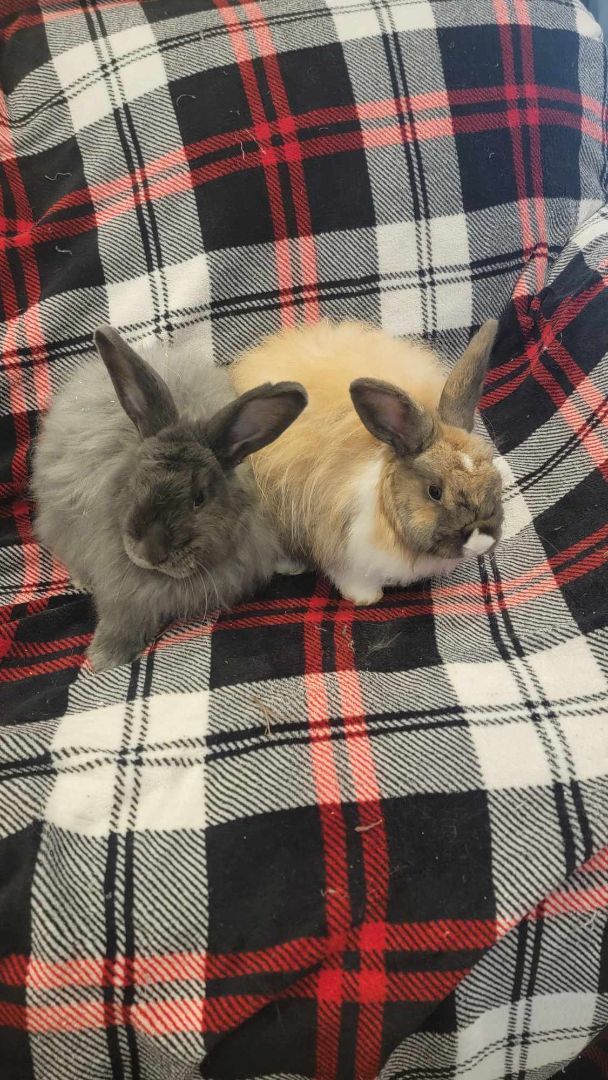 Sweet Pea (black - bonded with Opie), a Adopted mixed breed in Oxford, GA image 3/4