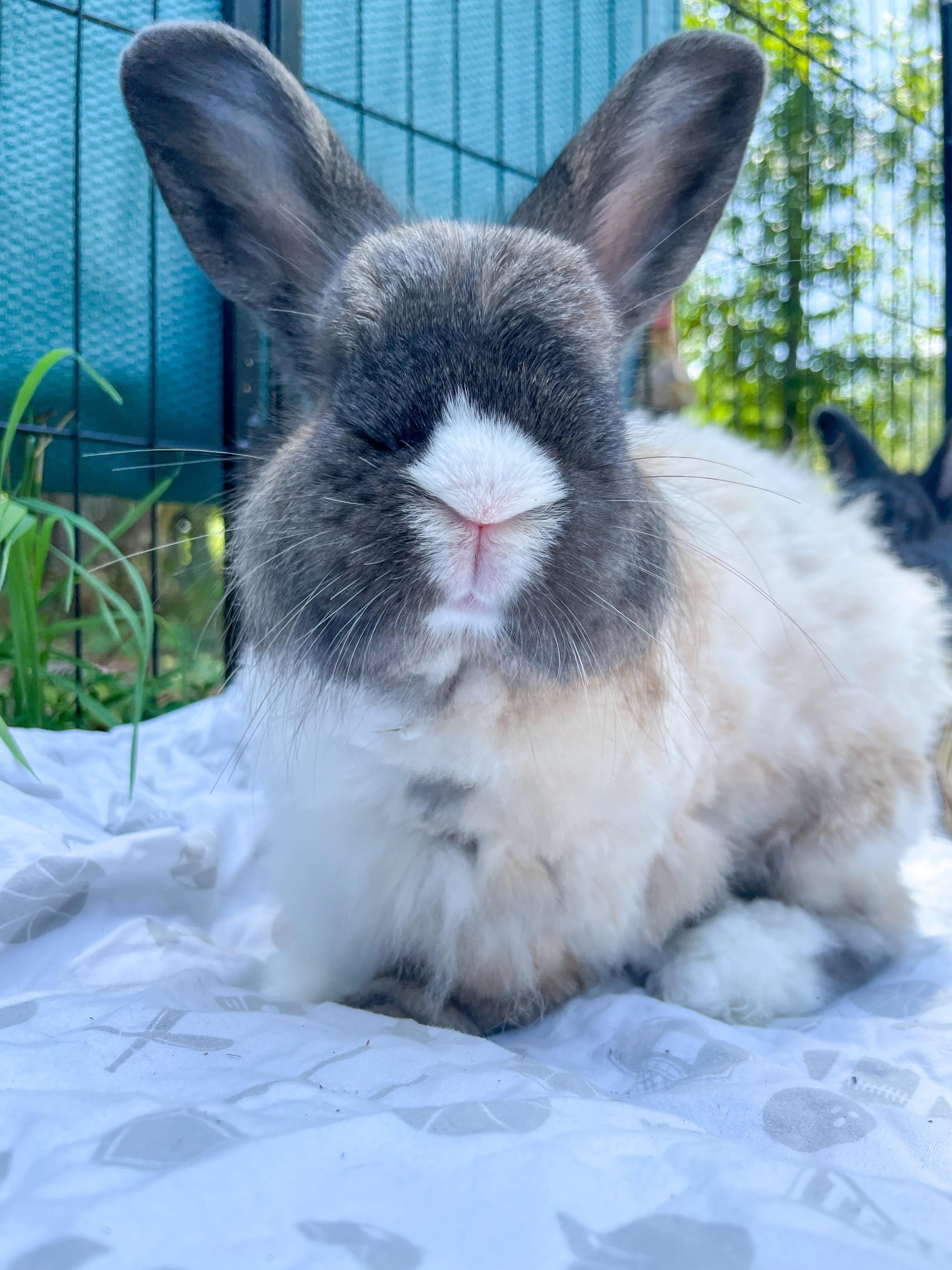 Sweet Pea (black - bonded with Opie), Adopted, Adult Female Jersey Wooly & Angora Rabbit.