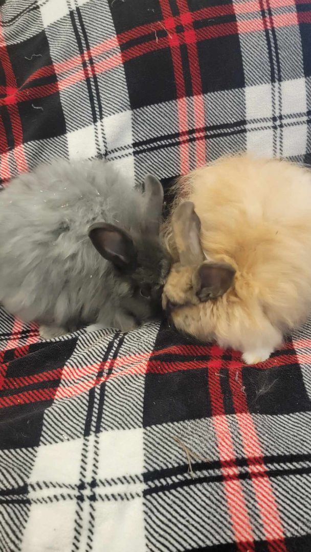 Sweet Pea (black - bonded with Opie), a Adopted mixed breed in Oxford, GA image 4/4