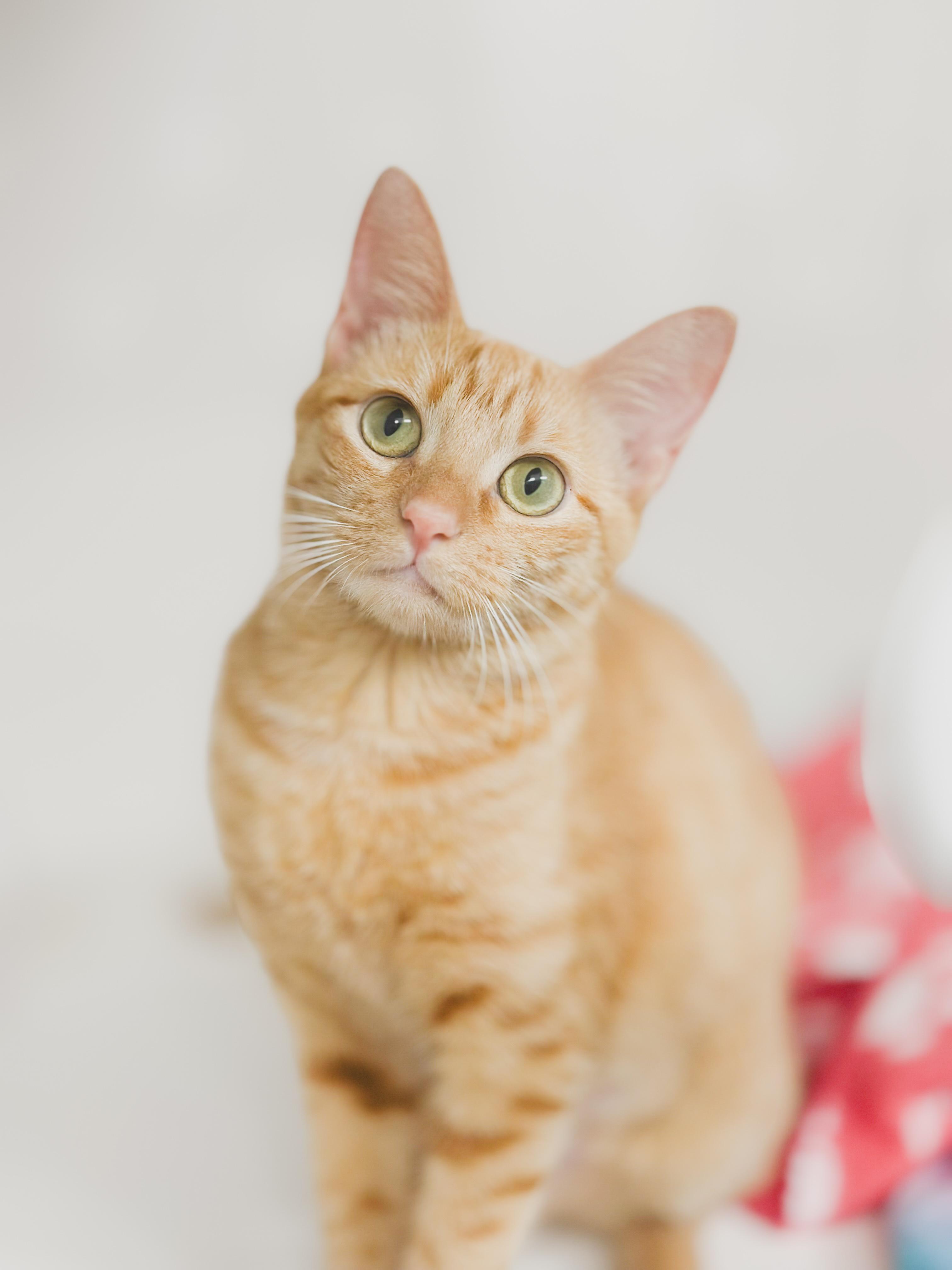 Apricot, a Adoptable Domestic Short Hair in Honolulu, HI image 1/3