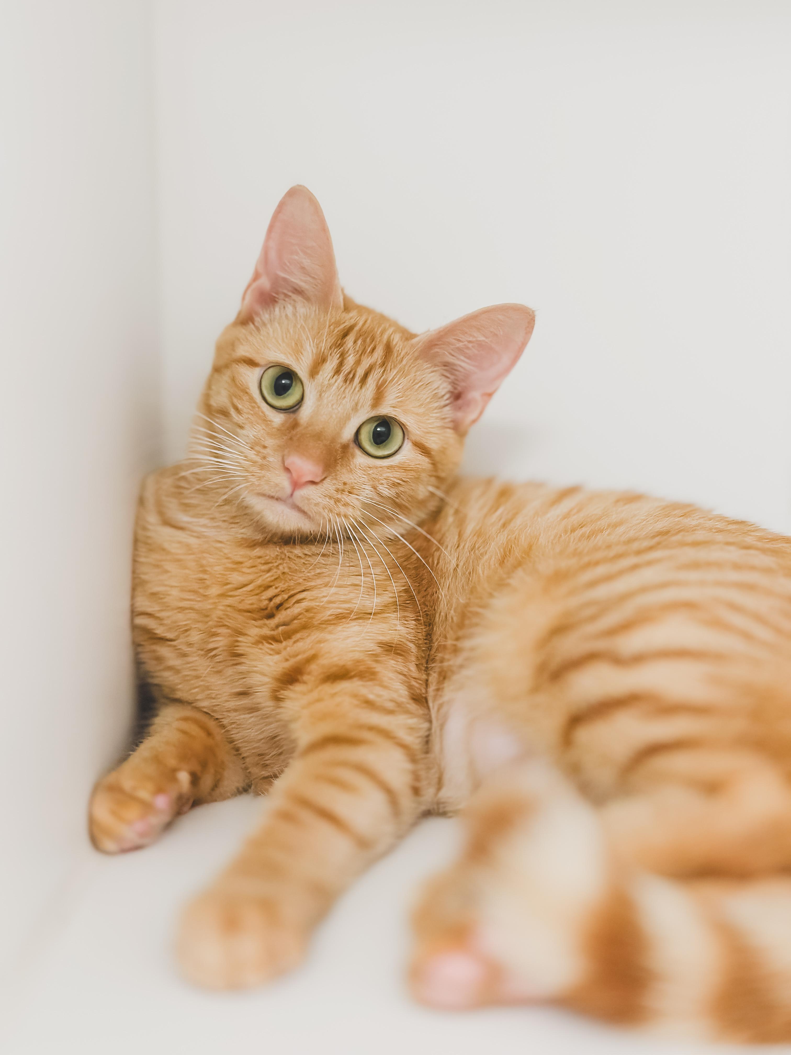 Apricot, a Adoptable Domestic Short Hair in Honolulu, HI image 2/3