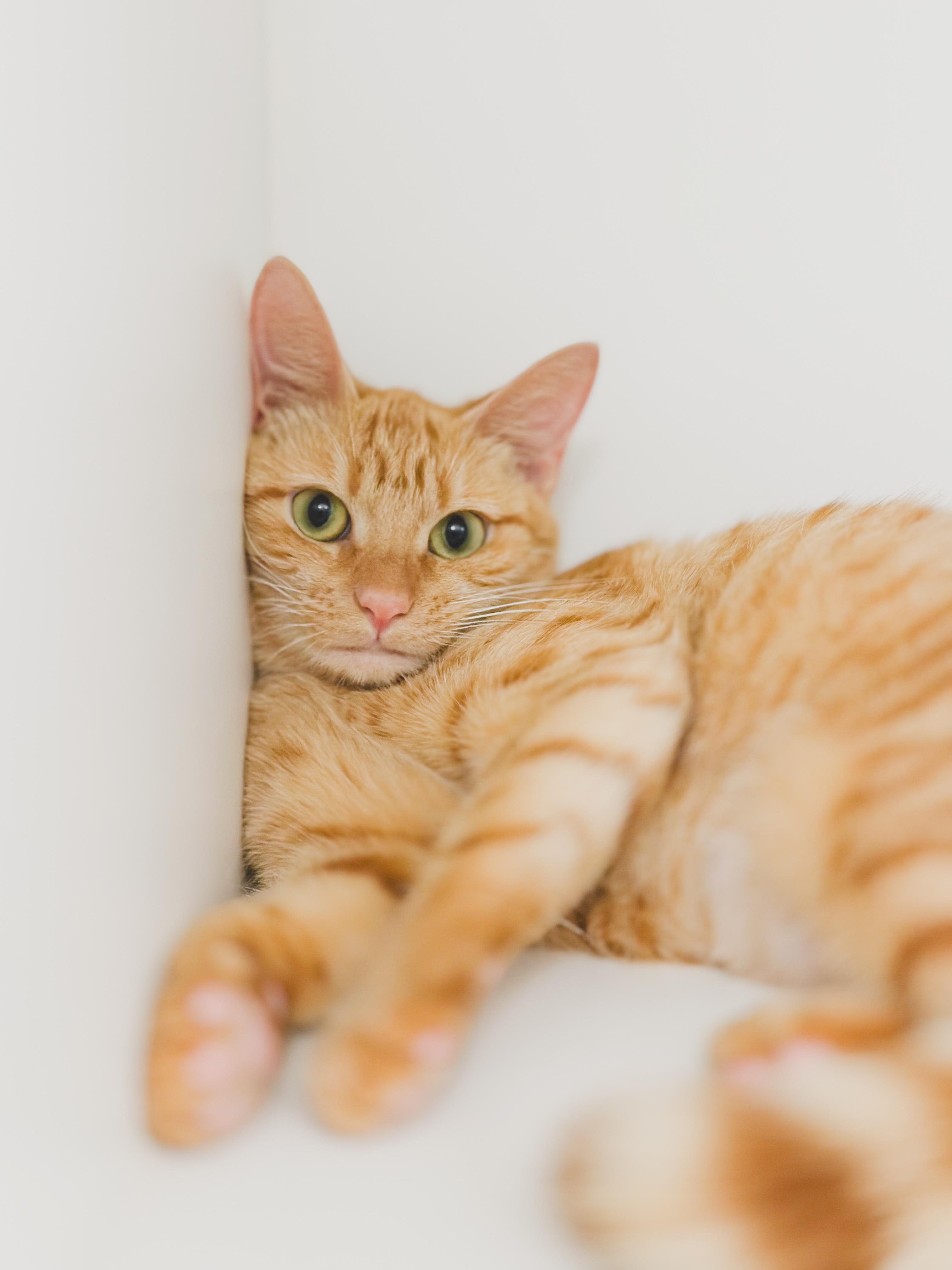 Apricot, a Adoptable Domestic Short Hair in Honolulu, HI image 3/3
