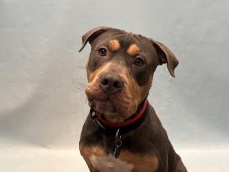 Enlarge Judith, a Adoptable mixed breed in Golden Valley, MN image 1/1