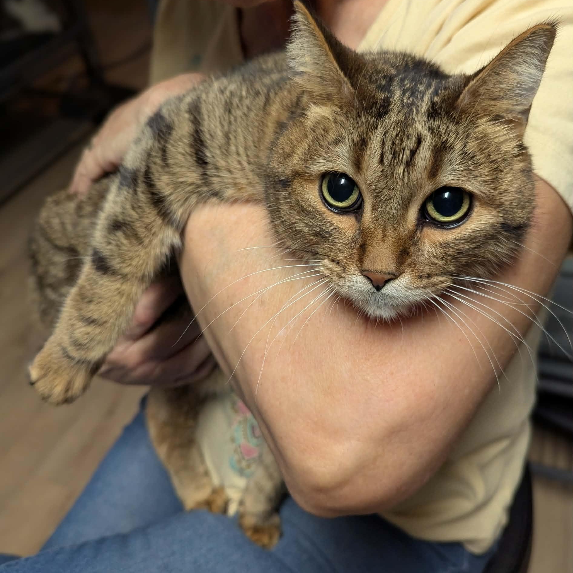 Enlarge Elijah, an adopted Domestic Short Hair in Little Falls, MN image 2/3