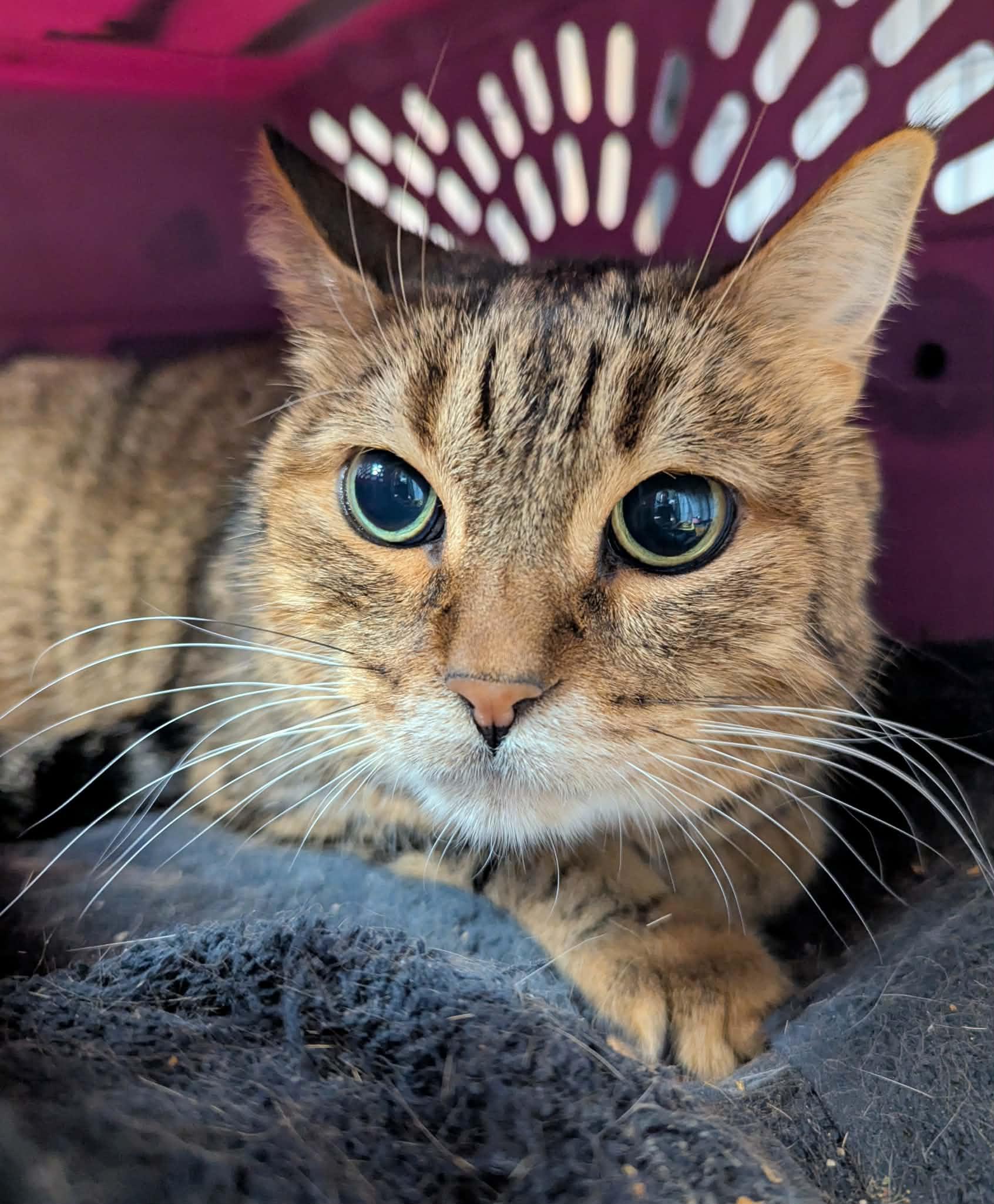 Enlarge Elijah, an adopted Domestic Short Hair in Little Falls, MN image 1/3