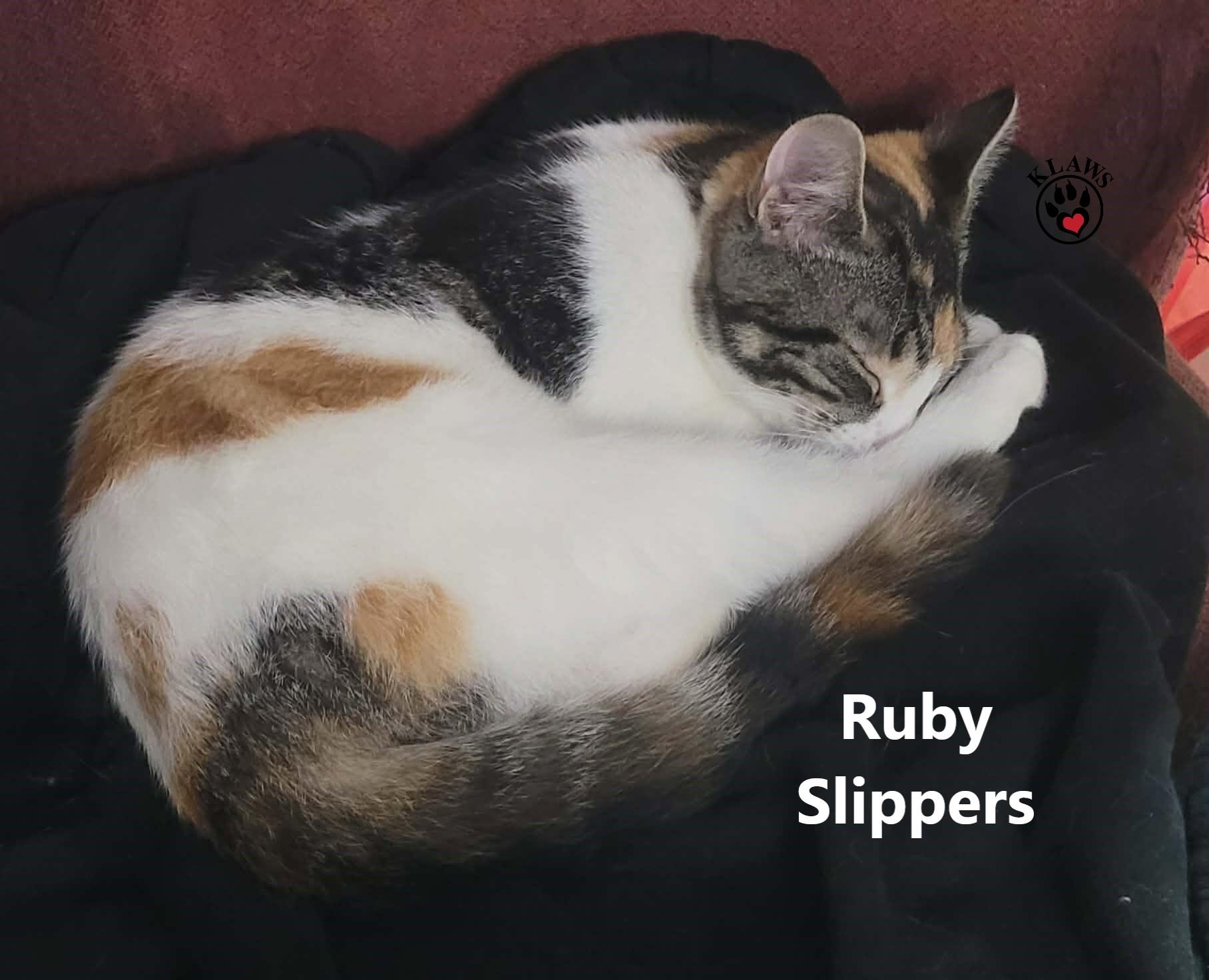 Enlarge Ruby Slippers, a ADOPTABLE Domestic Short Hair in Lindsay, ON image 2/2