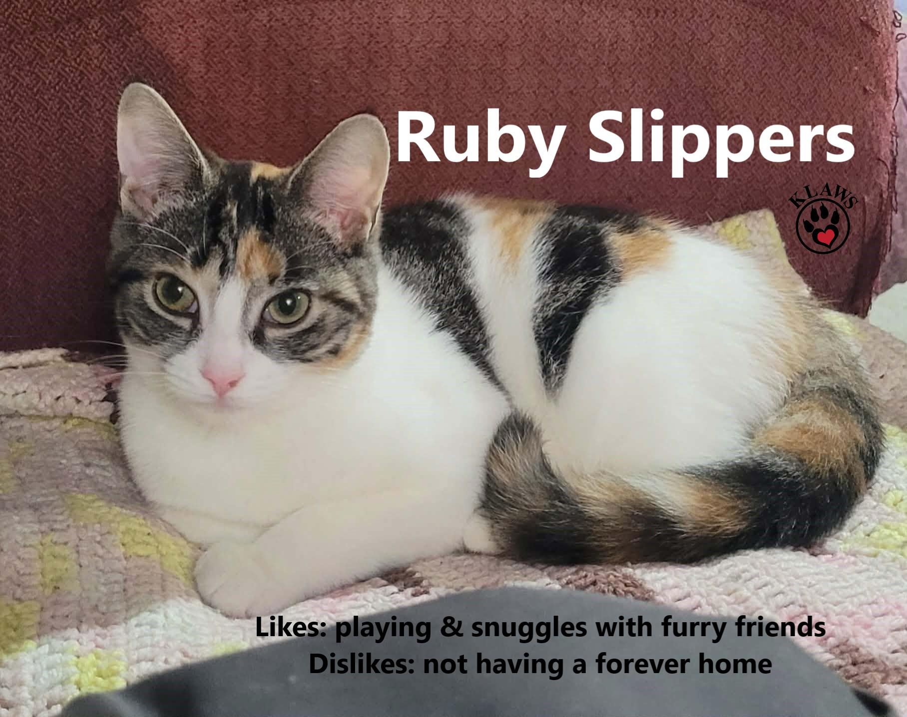 Ruby Slippers, ADOPTABLE, Kitten Female Domestic Short Hair.