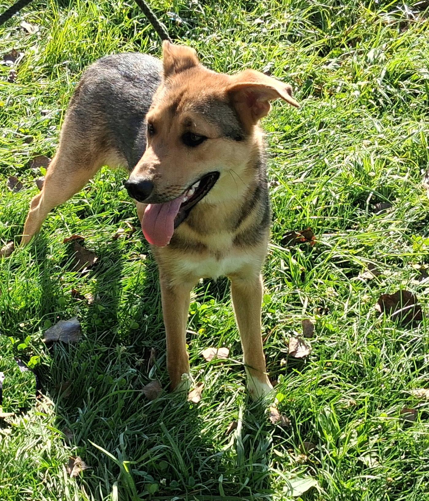 Enlarge Scout, a Adoptable Shepherd in Mcconnelsville, OH image 1/3