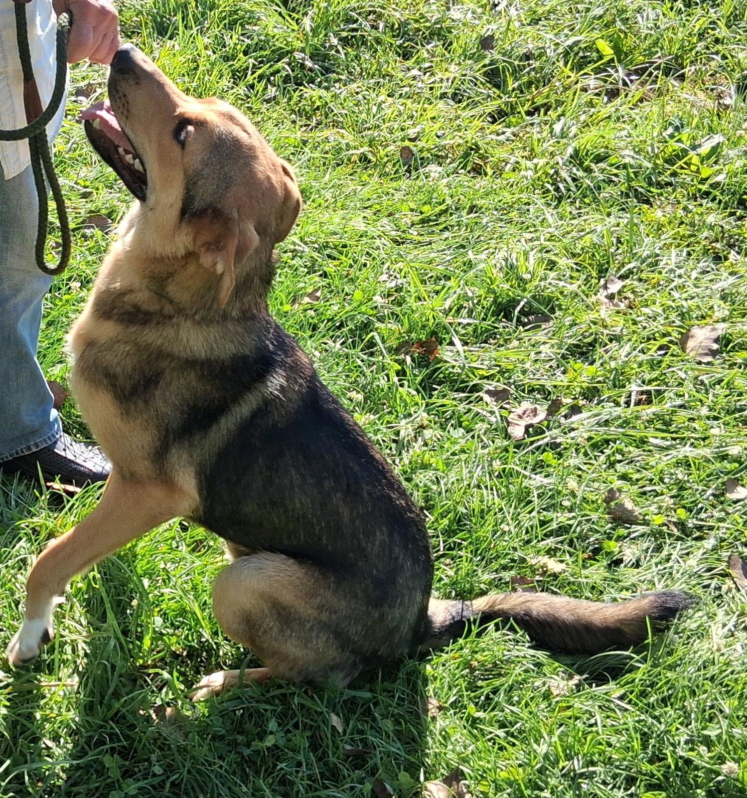 Enlarge Scout, a Adoptable Shepherd in Mcconnelsville, OH image 2/3