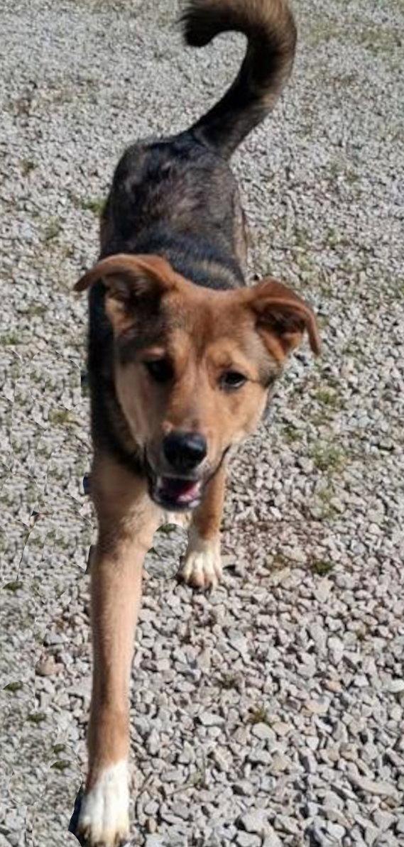 Enlarge Scout, a Adoptable Shepherd in Mcconnelsville, OH image 3/3