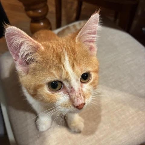 Enlarge Diego, a hold Domestic Short Hair in Minneapolis, MN image 3/3