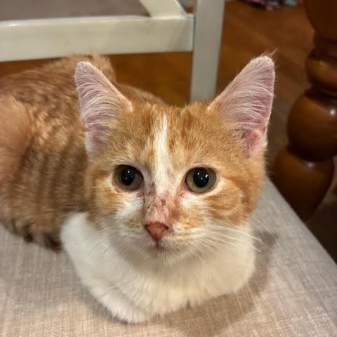 Enlarge Diego, a hold Domestic Short Hair in Minneapolis, MN image 1/3