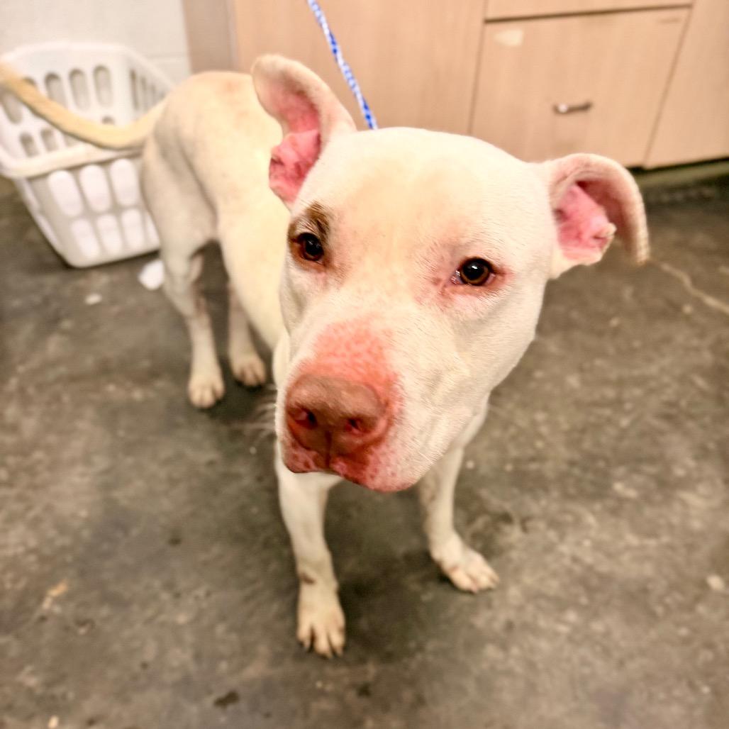 Buster, Adoptable, Adult Male Pit Bull Terrier.