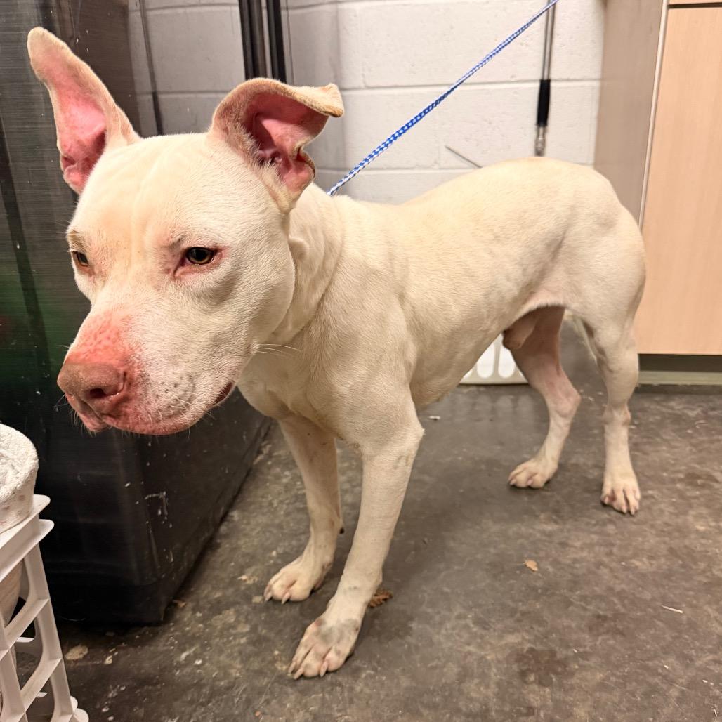 Enlarge Buster, a Adoptable Pit Bull Terrier in Evensville, TN image 2/3