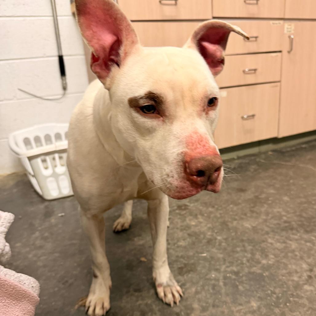 Enlarge Buster, a Adoptable Pit Bull Terrier in Evensville, TN image 3/3