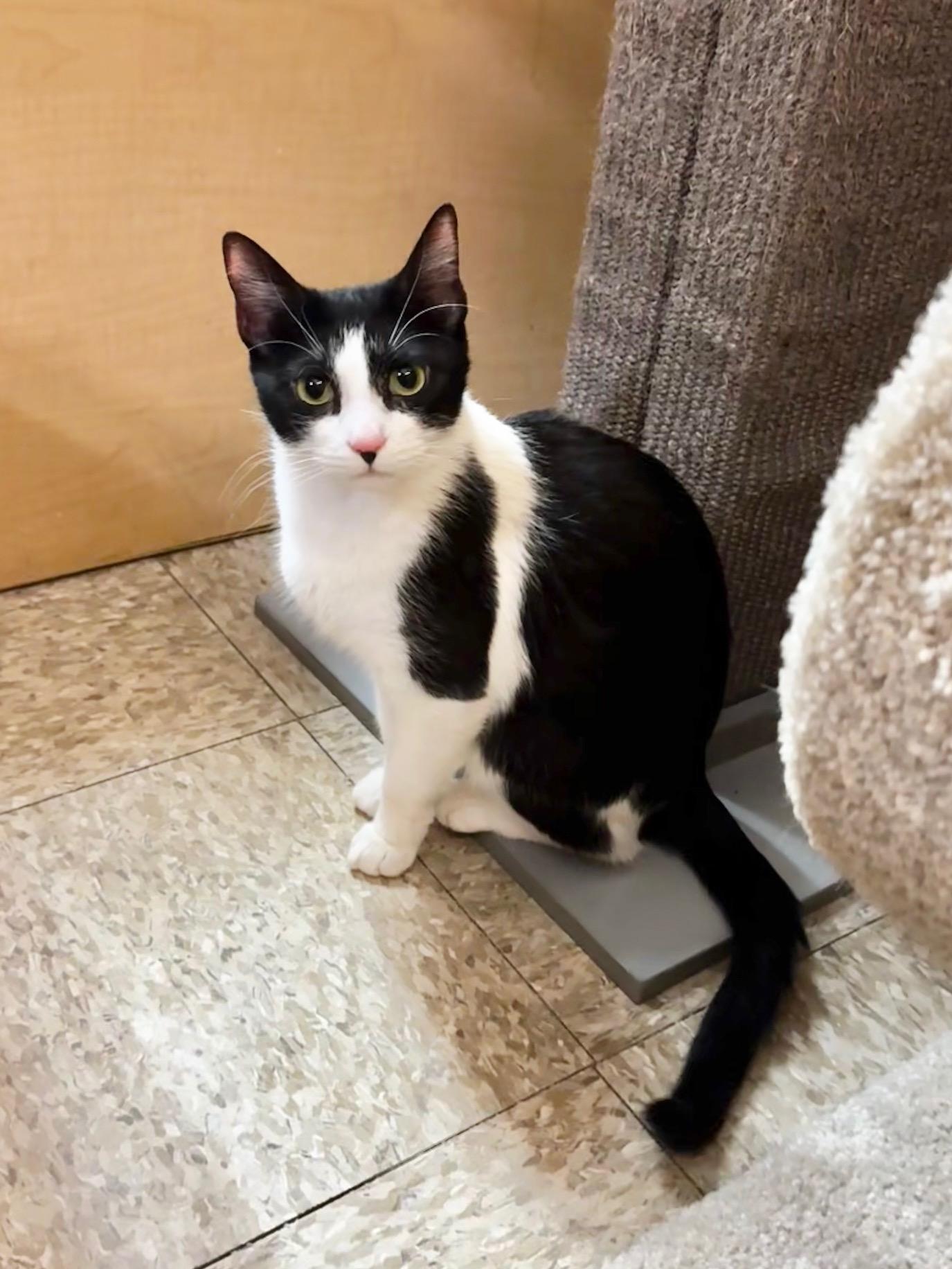 Enlarge Leda, a ADOPTABLE Domestic Short Hair in Springfield, PA image 1/1