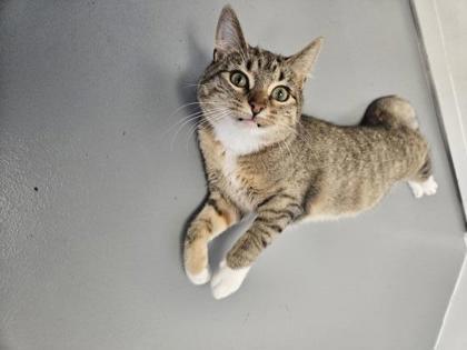 Enlarge Frankie, a Adoptable mixed breed in Washington, IA image 2/2