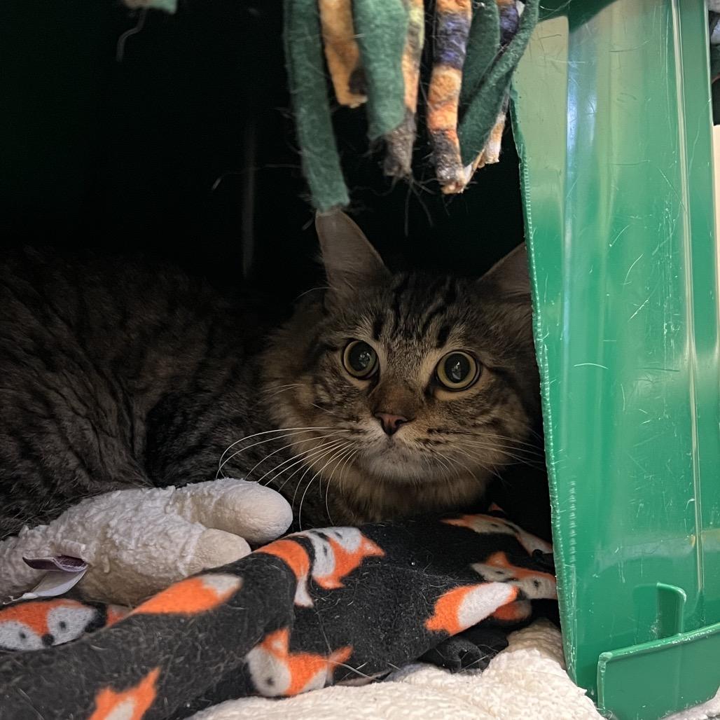 Cobalt, Adoptable, Young Male Domestic Short Hair.