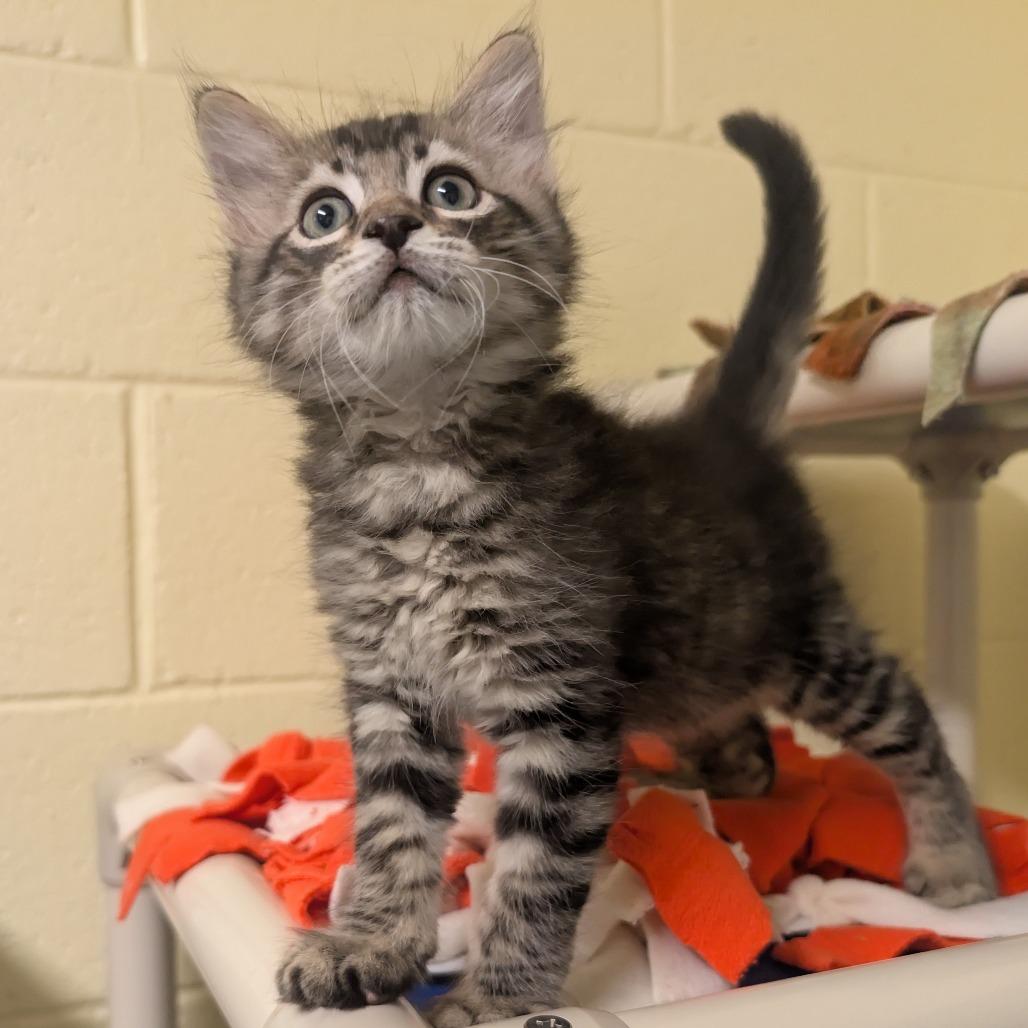 Enlarge Cobalt, a Adoptable Domestic Short Hair in Naples, FL image 2/3